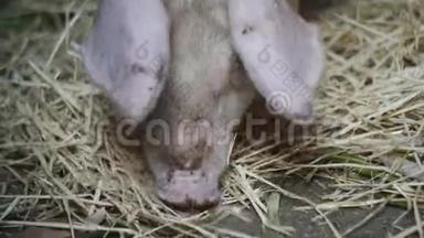 小猪一只小猪在地板上的干草里寻找食物。 小猪的猪场。